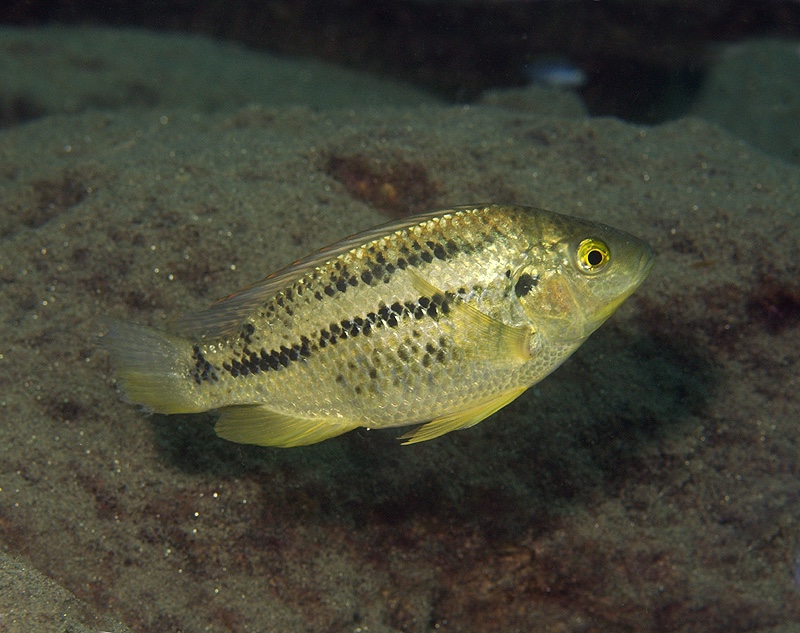 Oreochromis shiranus 'Chitande Island'